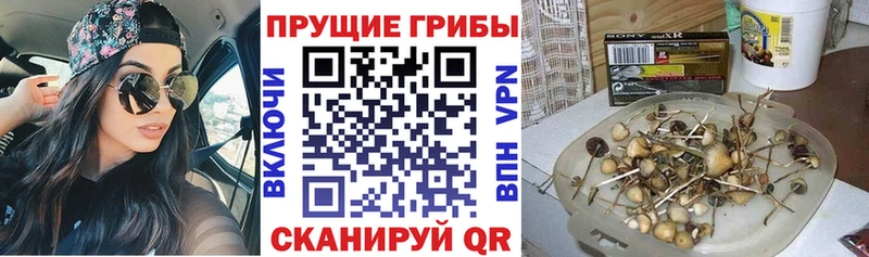 Псилоцибиновые грибы Magic Shrooms  Волхов 